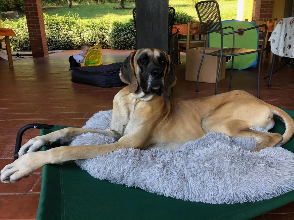 Agriturismo Santa Lorica Sassetta Dış mekan fotoğraf