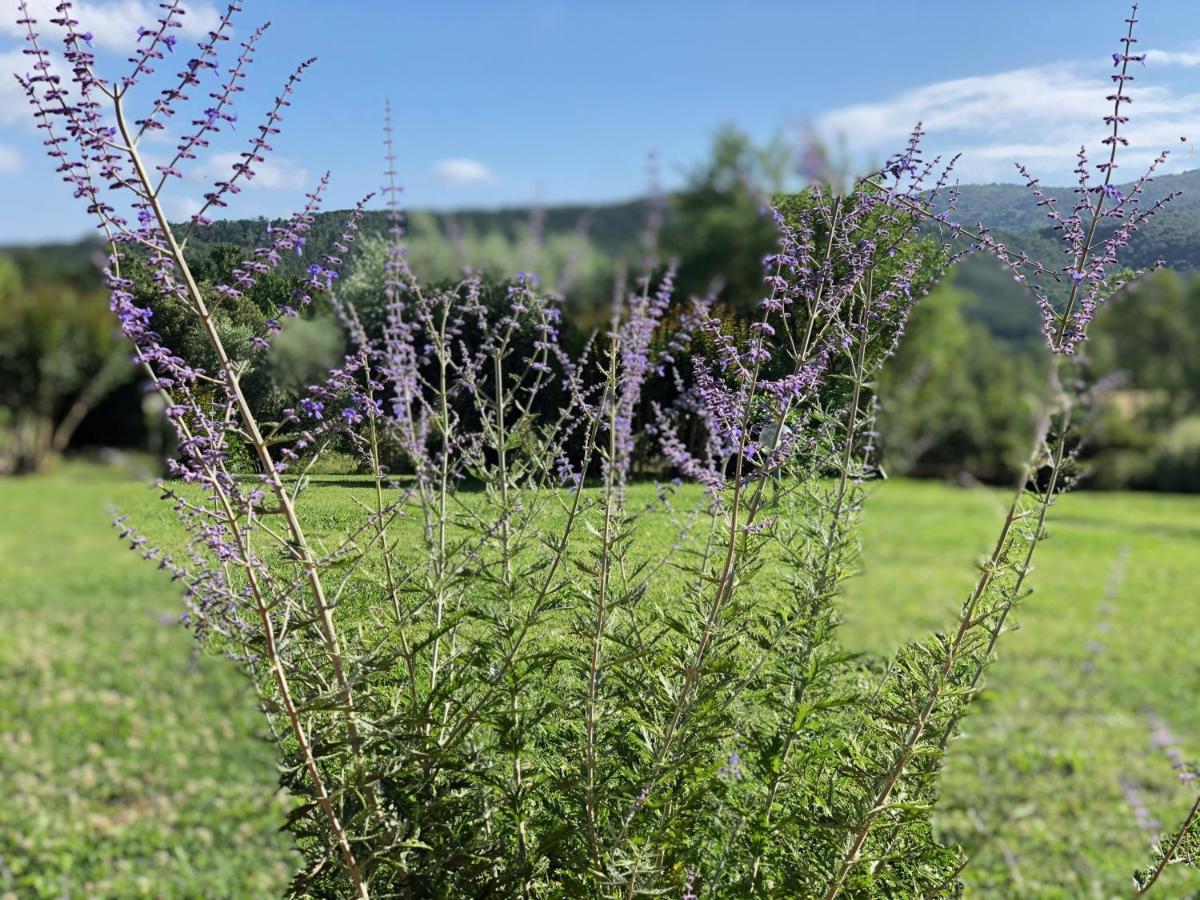 Agriturismo Santa Lorica Sassetta Dış mekan fotoğraf